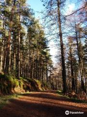 Thrunton Wood