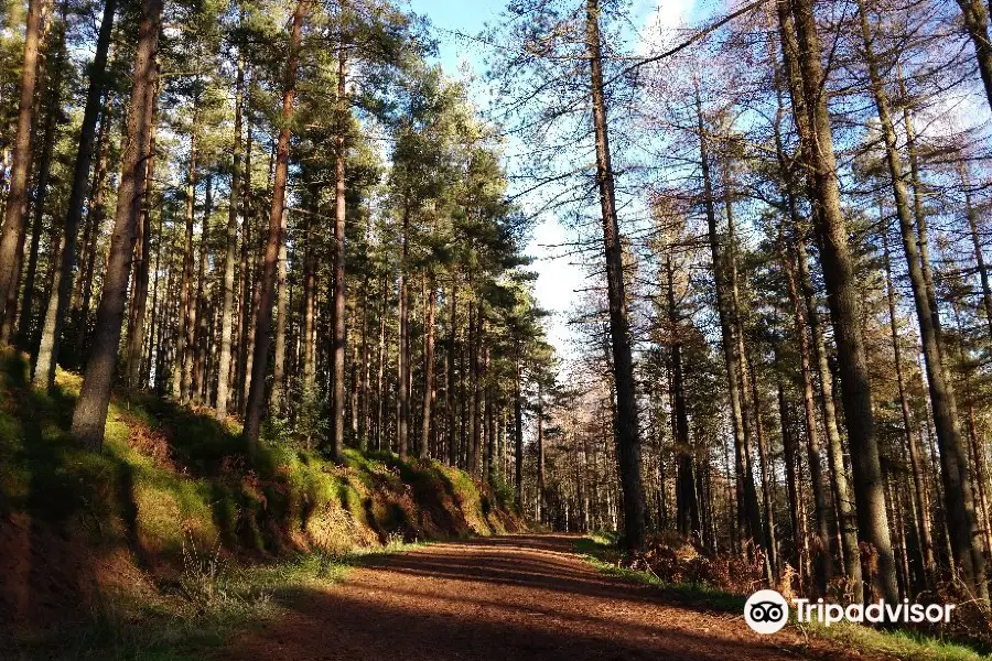 Thrunton Wood