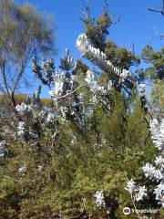 Dryandra Woodland