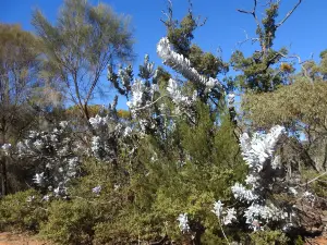 Dryandra Woodland