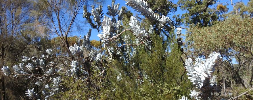 Dryandra Woodland