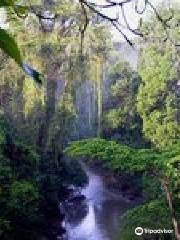 Lambusango Forest