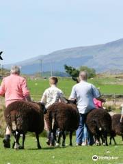 Sheep Walk Snowdonia - Llwybrau Defaid Eryri