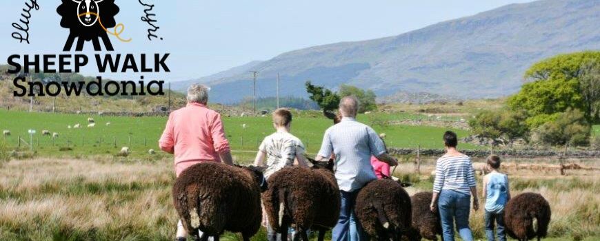 Sheep Walk Snowdonia - Llwybrau Defaid Eryri