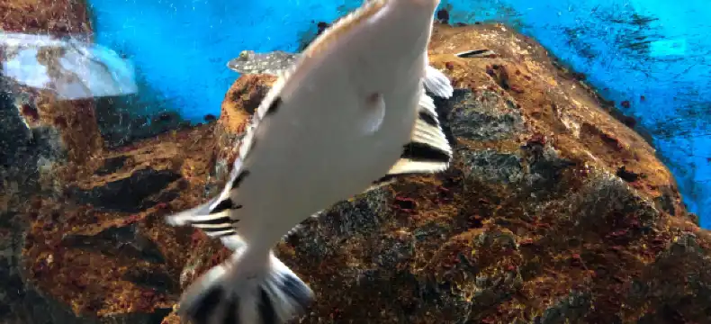 厚岸町のホテル