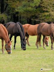 Inlet Point Plantation Stables