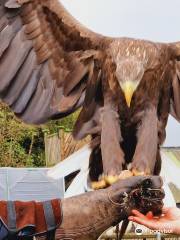 Falconry UK Thirsk Birds of Prey Centre