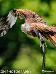 The British Bird of Prey Centre