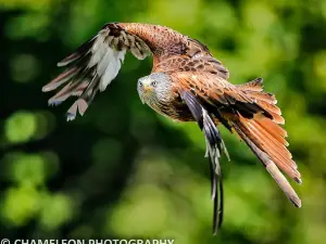 The British Bird of Prey Centre