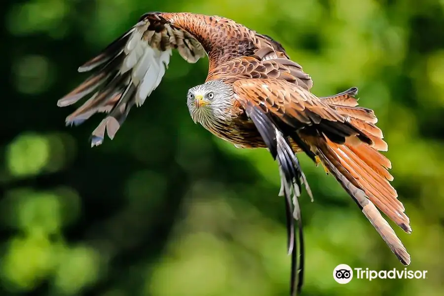 The British Bird of Prey Centre