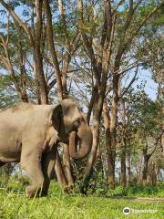 Elephant Valley Thailand