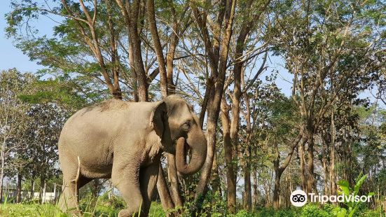 Elephant Valley Thailand