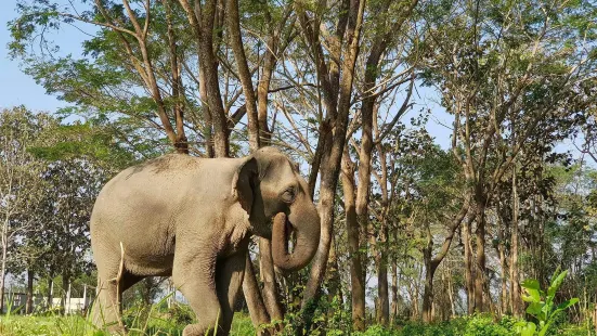 Elephant Valley Thailand
