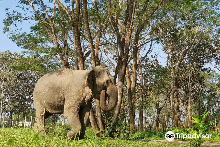 Elephant Valley Thailand