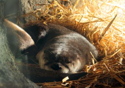 国立ミシシッピ川博物館および水族館