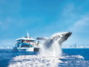 Sea World Cruises