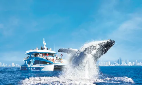 Sea World Cruises
