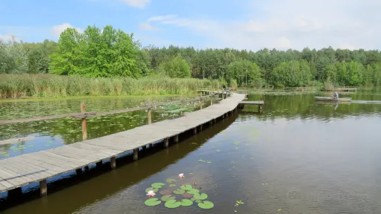 Forest Arboretum of Prof. Stefana Bialoboka in Sycow Forest District