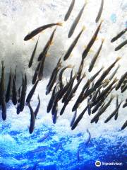 北の大地の水族館