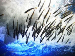 北の大地の水族館