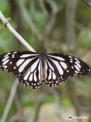 Butterfly Sanctuary