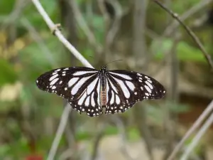 Butterfly Sanctuary