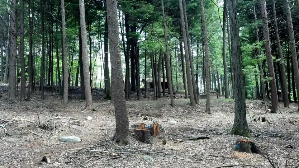 5_Fort Dummer State Park