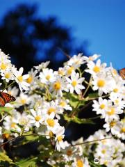 Monarch Butterfly Sanctuary