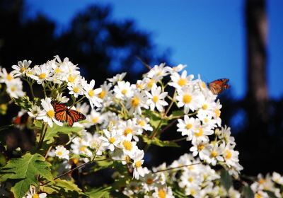 Monarch Butterfly Sanctuary