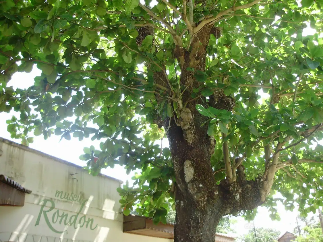 Hotels near Rondon Museum