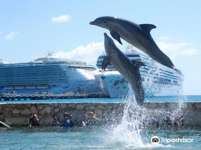 Dolphin Discovery Costa Maya