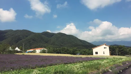 Hani Lavender Farm