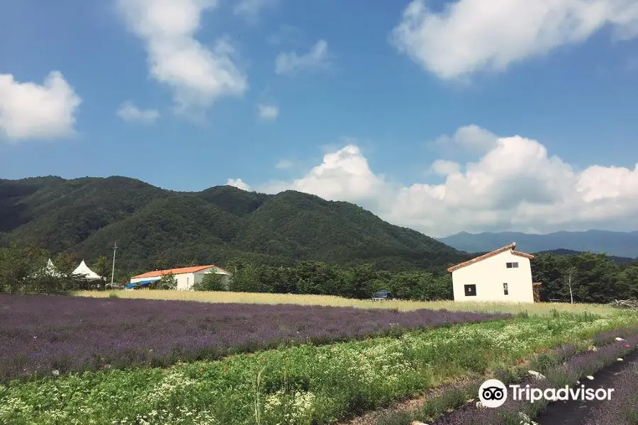 Haneui薰衣草農場