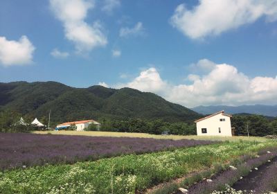 Hani Lavender Farm