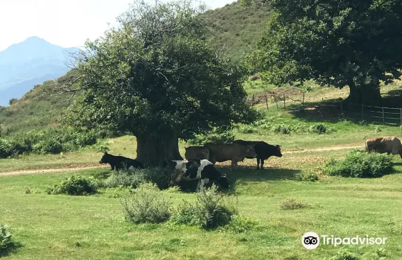 Quesería Las Branas de Pendes