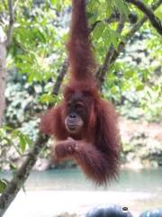 ECO Jungle Trek Sumatra