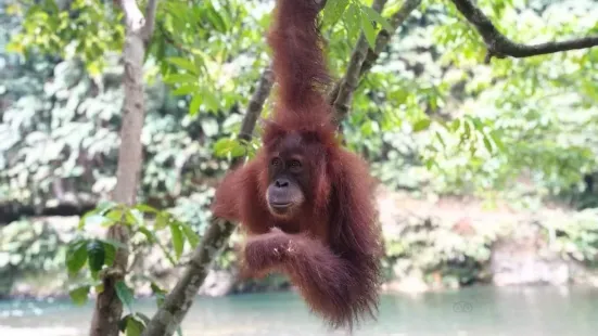 ECO Jungle Trek Sumatra