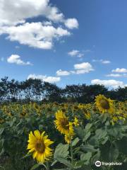 Manee Sorn Sunflower Field