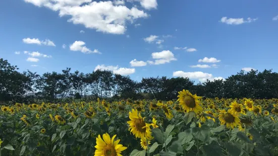 Manee Sorn Sunflower Field