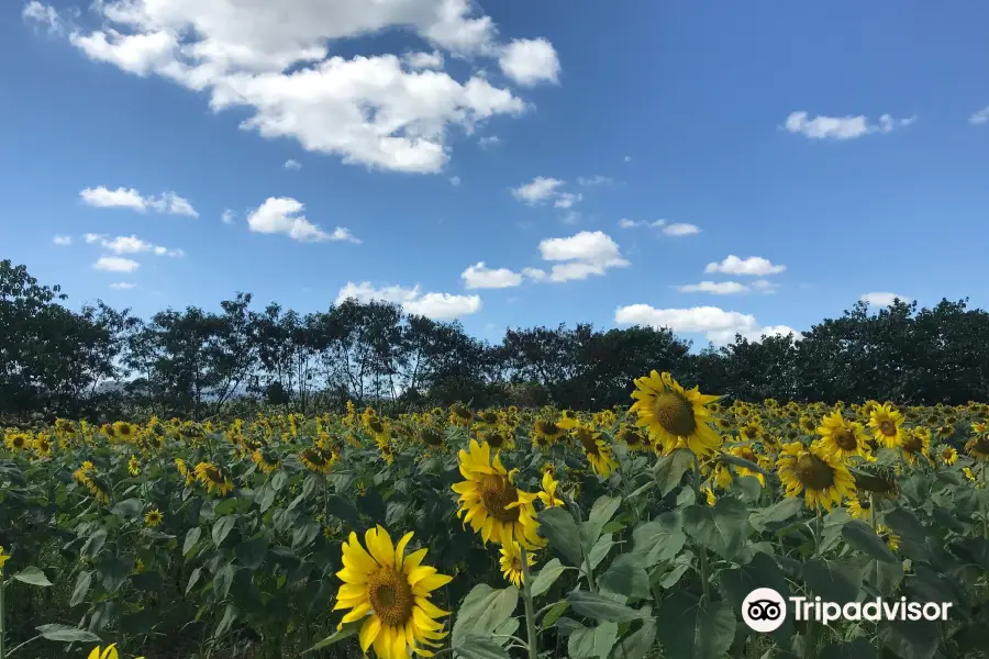 Manee Sorn Sunflower Field