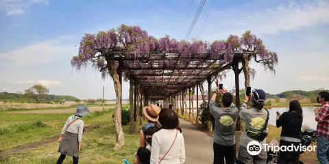 我孫子市水生植物園