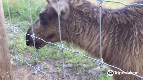 Laganland Elk Park