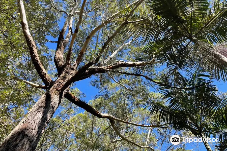 Port Stephens Native Flora Garden