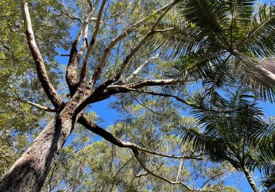 Port Stephens Native Flora Garden