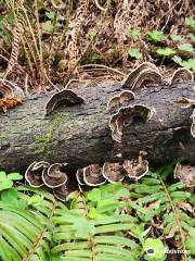 The Forest of Nisene Marks State Park