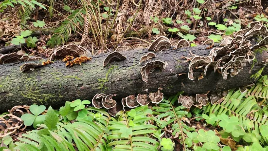 The Forest of Nisene Marks State Park