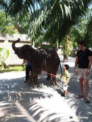 Mai khao Elephant home