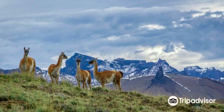 Patagonia Profunda - Safari Experience