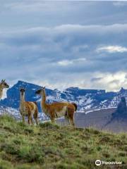 Patagonia Profunda - Safari Experience