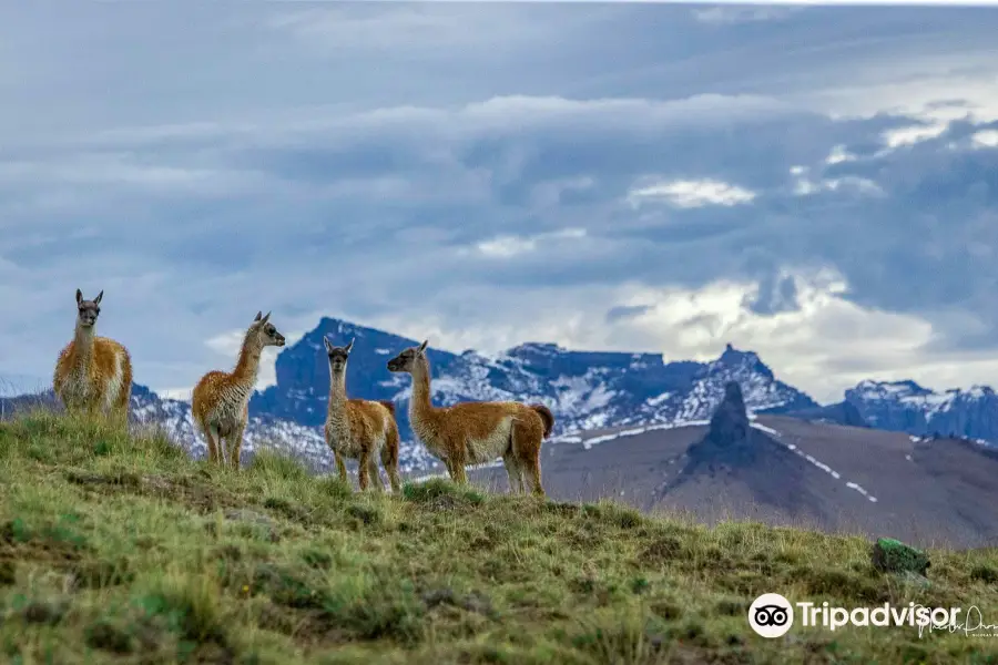 Patagonia Profunda - Safari Experience